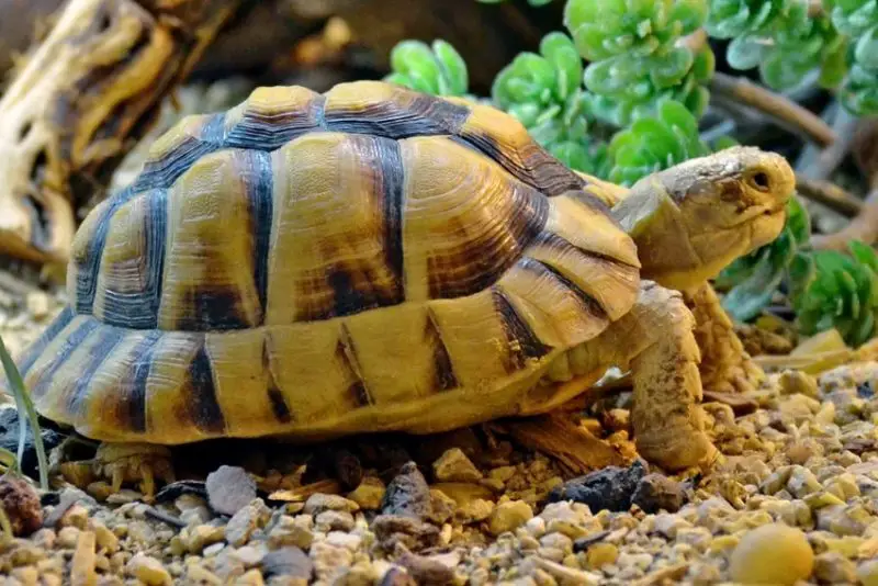Animals That Start With E