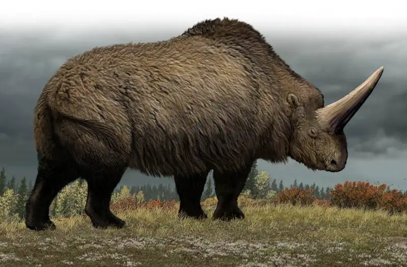 Animals That Start With E