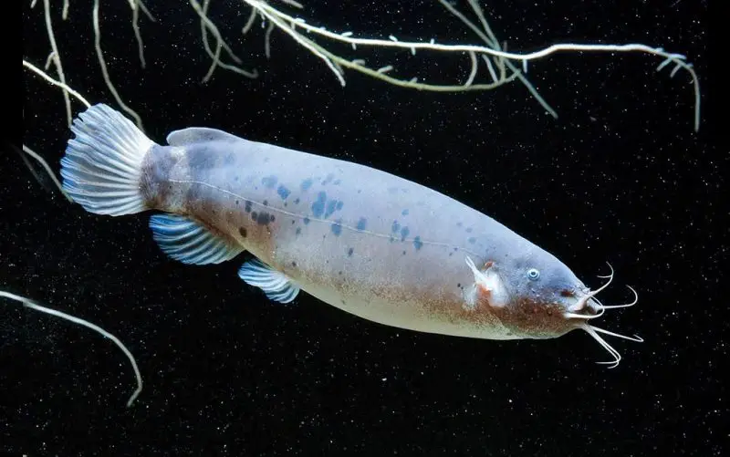 Animals That Start With E