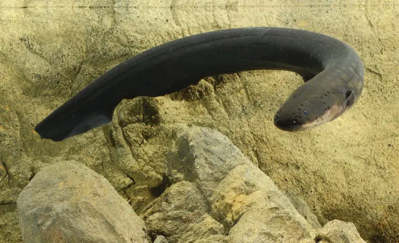 Animals That Start With E