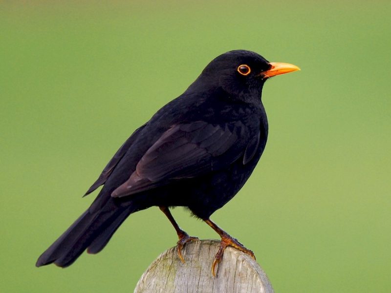 Animals That Start With E