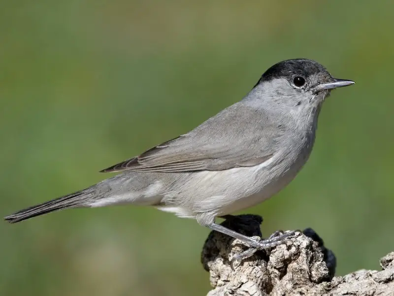 Animals That Start With E