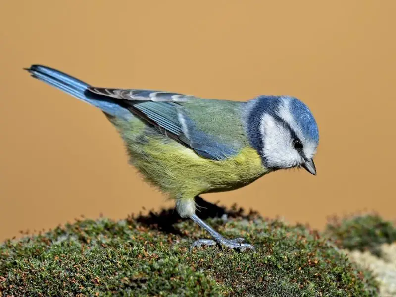 Animals That Start With E