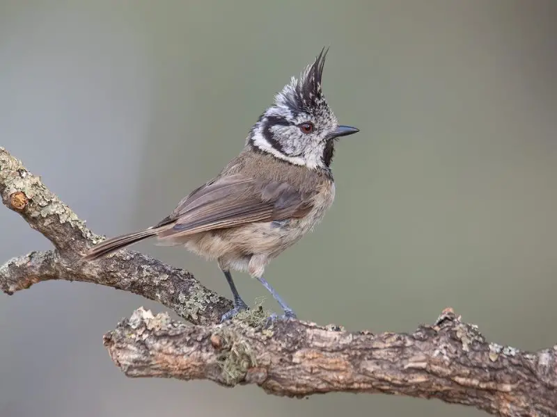Animals That Start With E