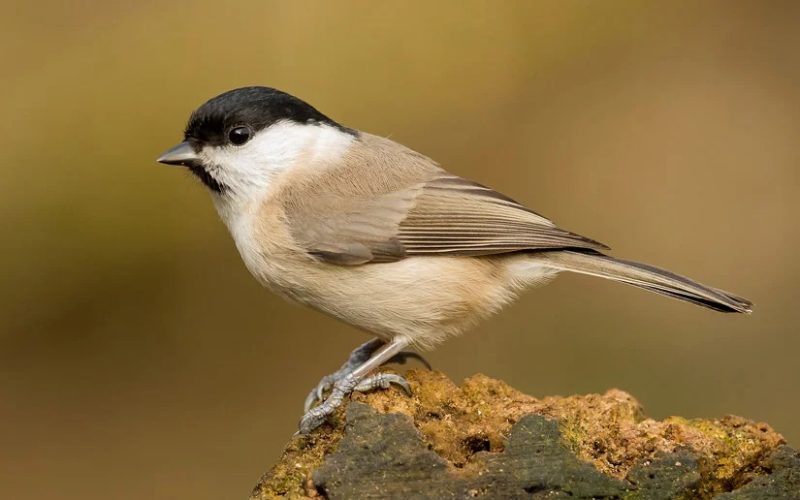 Animals That Start With E