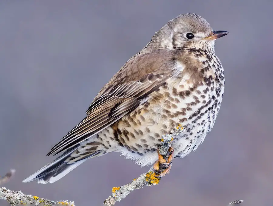 Animals That Start With E