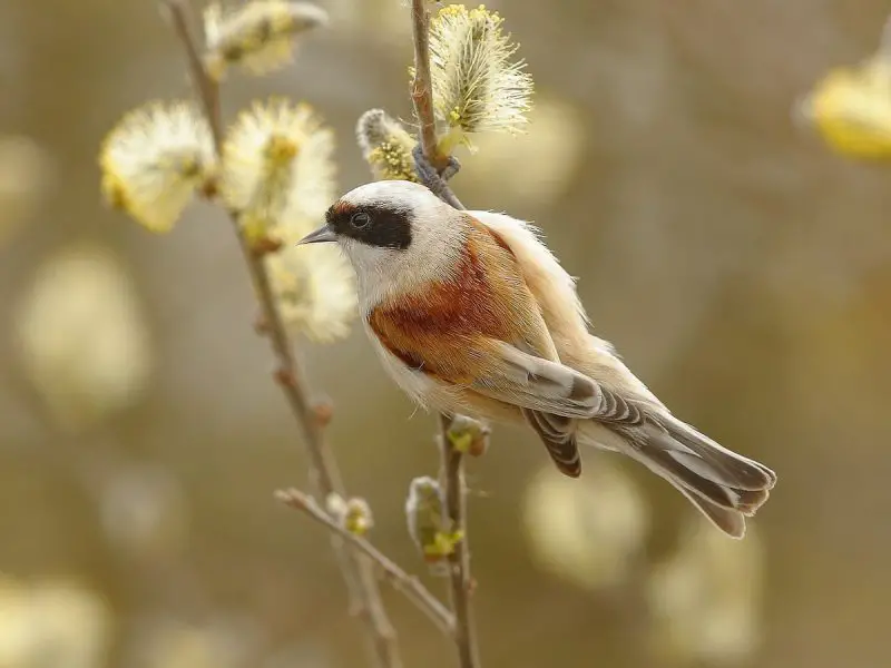 Animals That Start With E