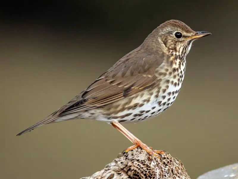 Animals That Start With E