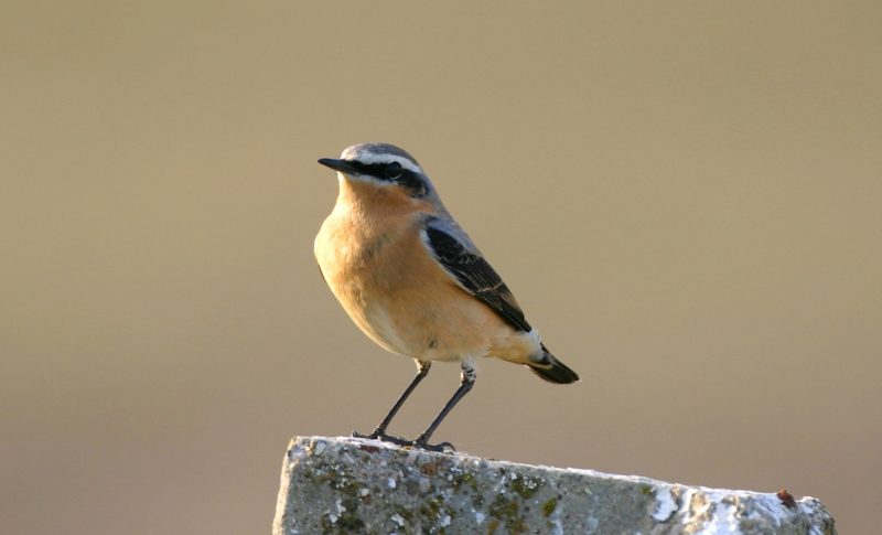 Animals That Start With E