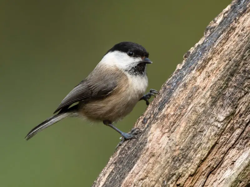 Animals That Start With E