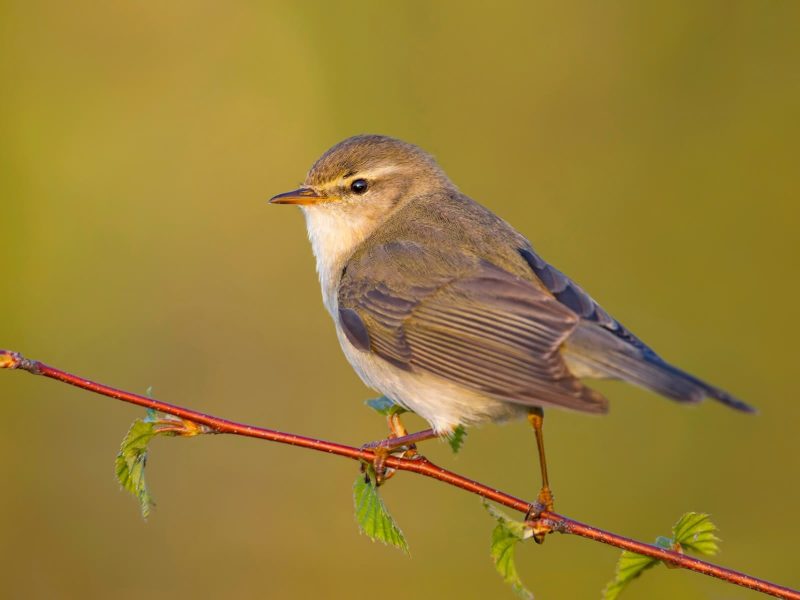 Animals That Start With E