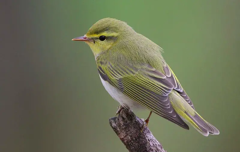 Animals That Start With E