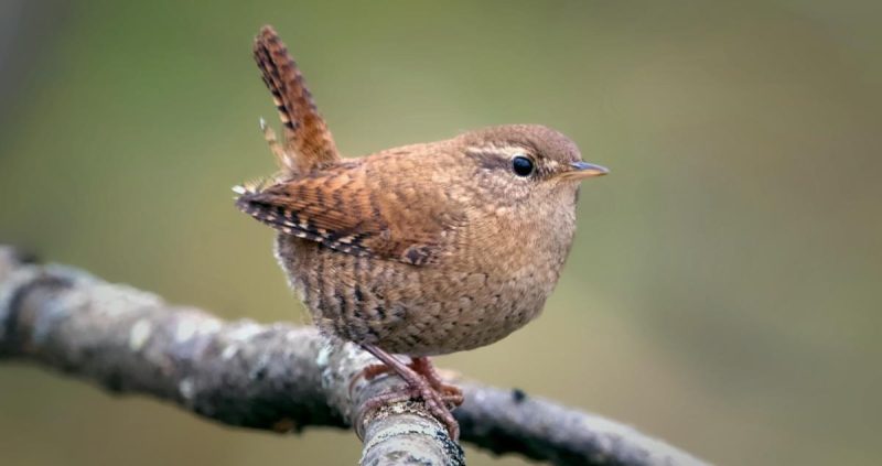 Animals That Start With E