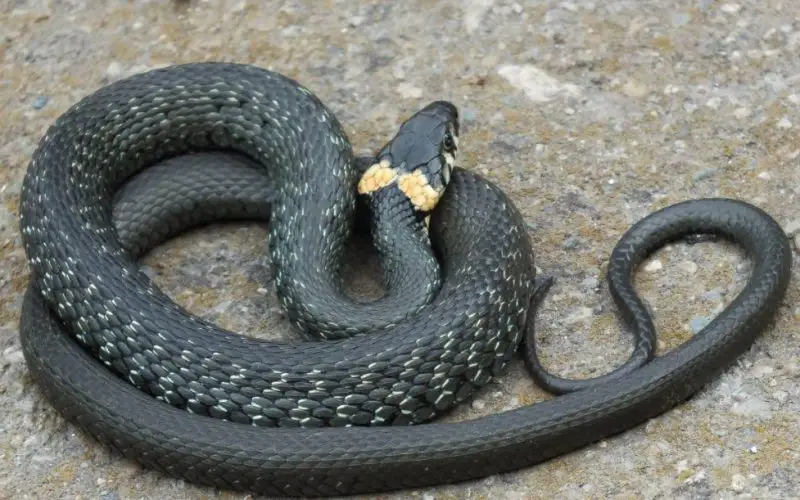 Animals That Start With E