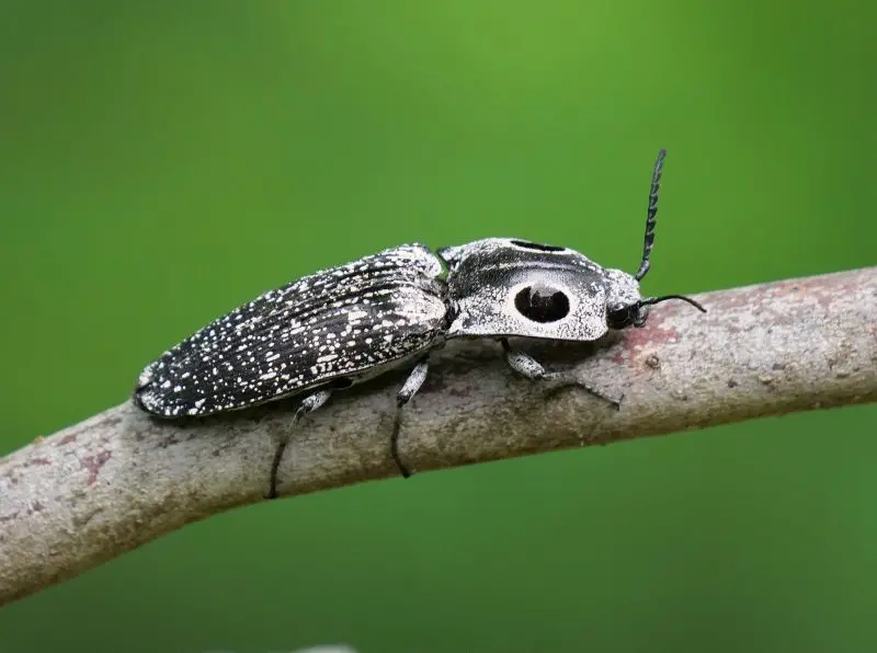 Animals That Start With E