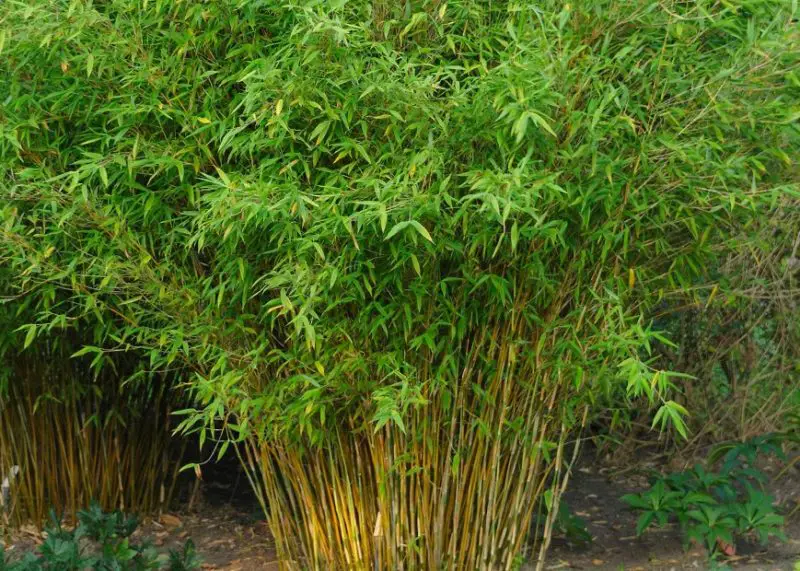 types of bamboo plants