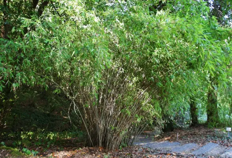types of bamboo plants