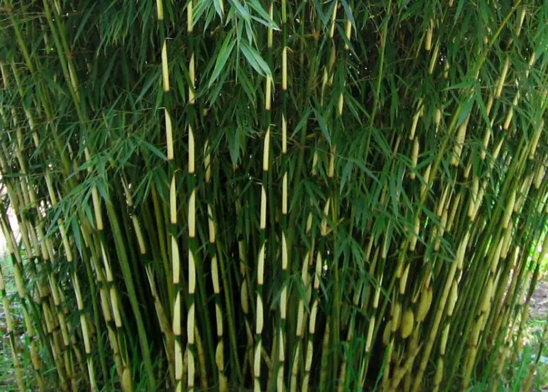 types of bamboo plants