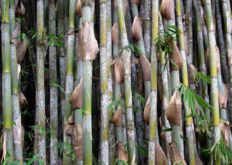 Types of Bamboo Plants