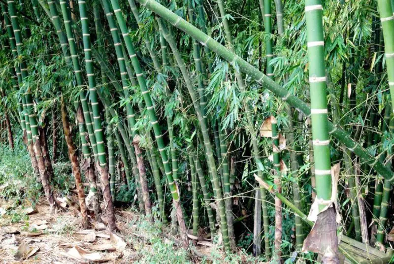 types of bamboo plants