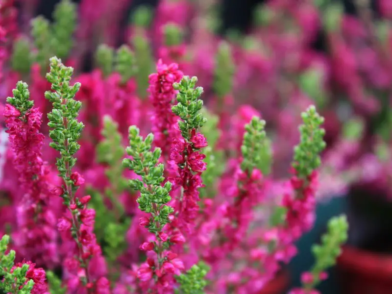 Ground Cover Plants with Purple Flowers
