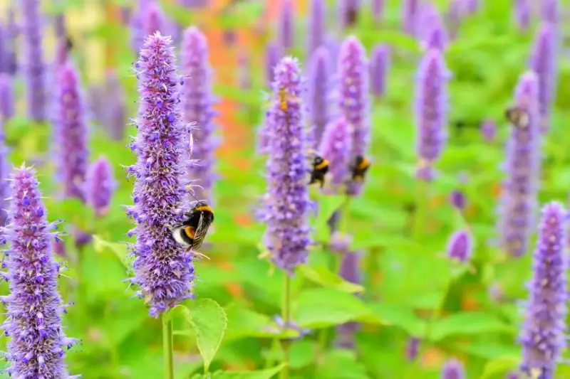 Ground Cover Plants with Purple Flowers