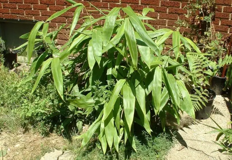 types of bamboo plants
