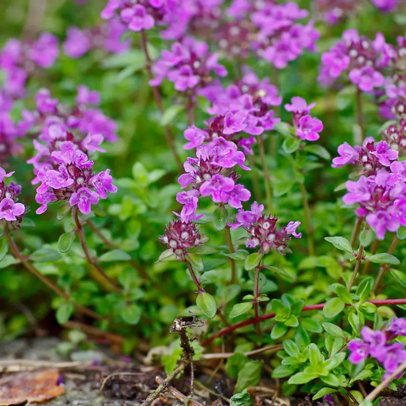 Ground Cover Plants with Purple Flowers