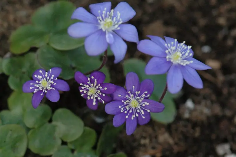 Ground Cover Plants with Purple Flowers