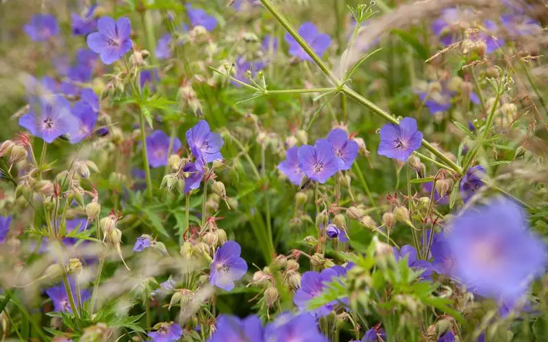 Ground Cover Plants with Purple Flowers