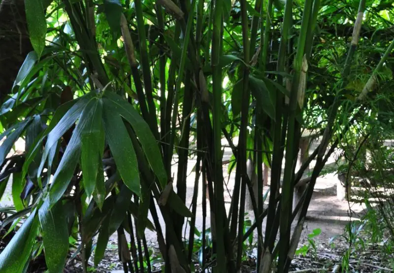 Types of Bamboo Plants