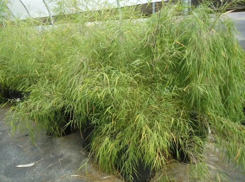 types of bamboo plants