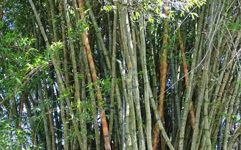 Types of Bamboo Plants