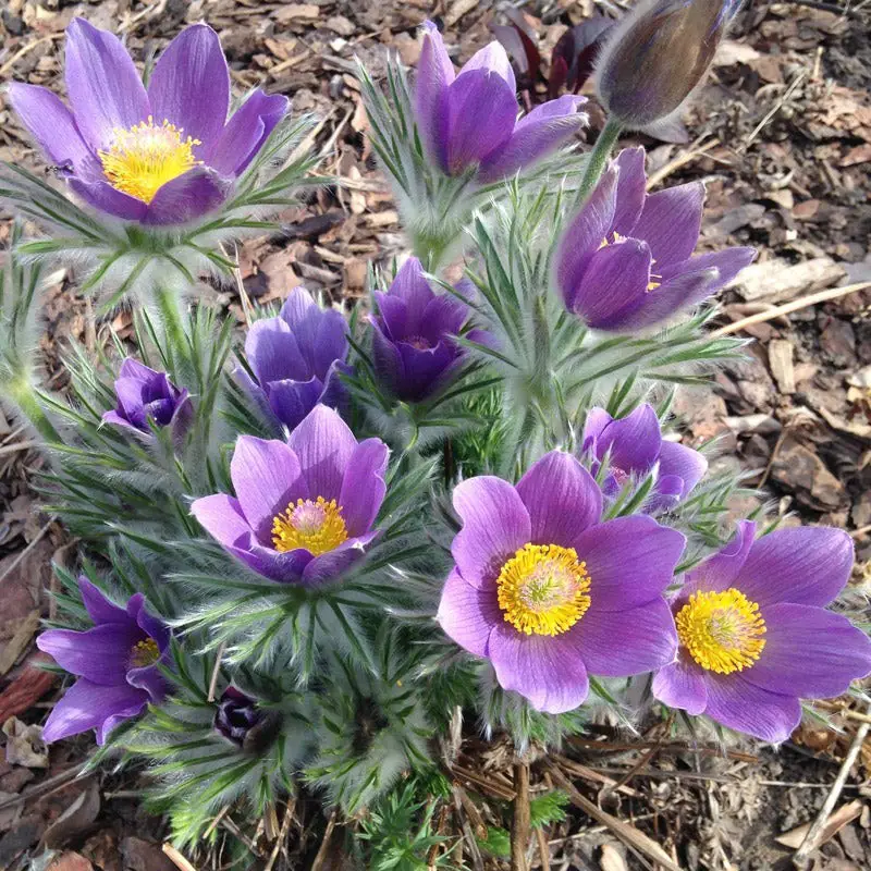 Ground Cover Plants with Purple Flowers