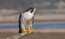 44 Common Types of Falcons (With Pictures and Identification)