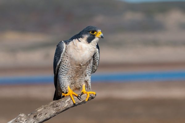 types of falcons