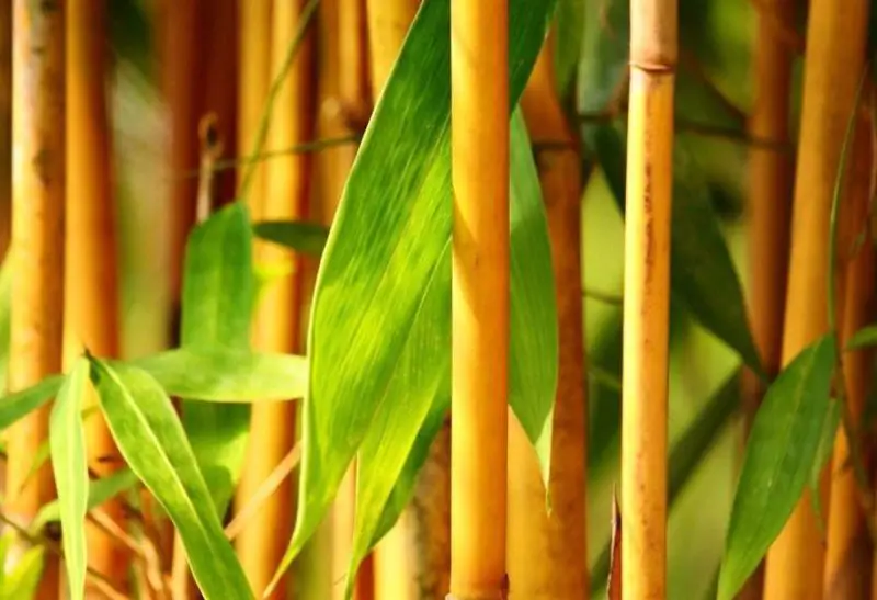 types of bamboo plants