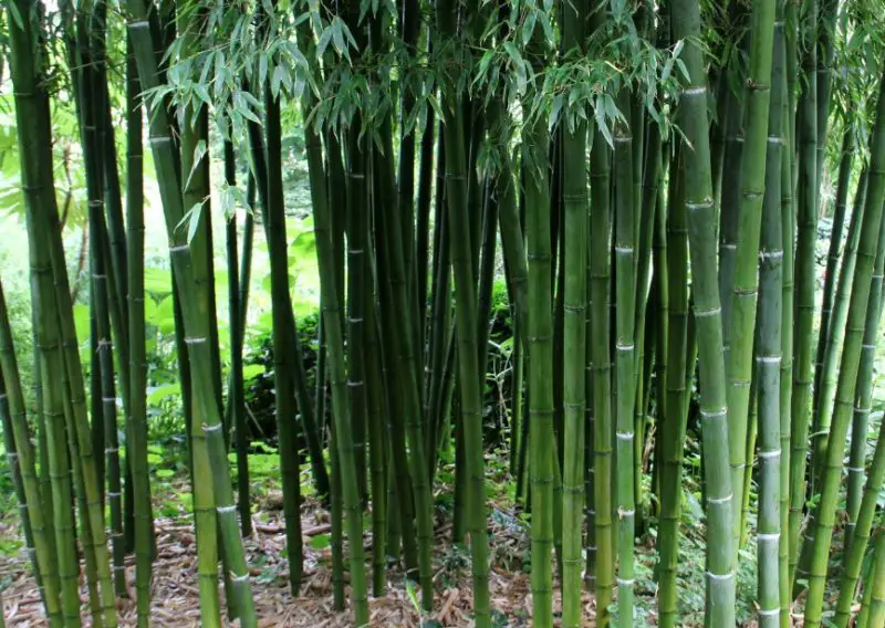 types of bamboo plants