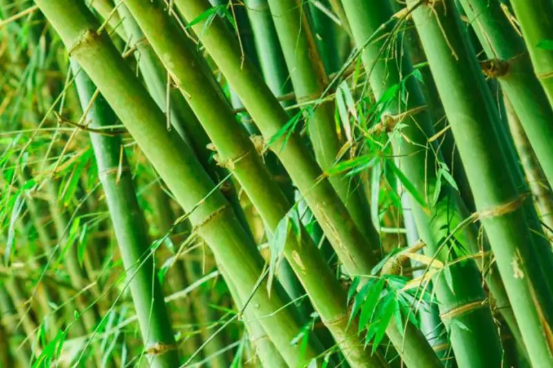 types of bamboo plants