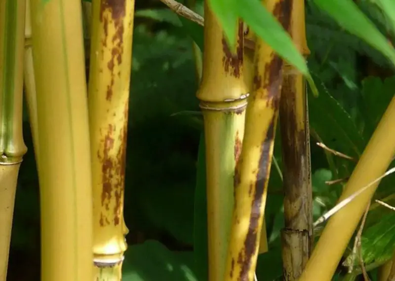 Types of Bamboo Plants