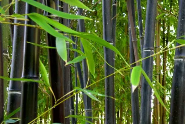 types of bamboo plants