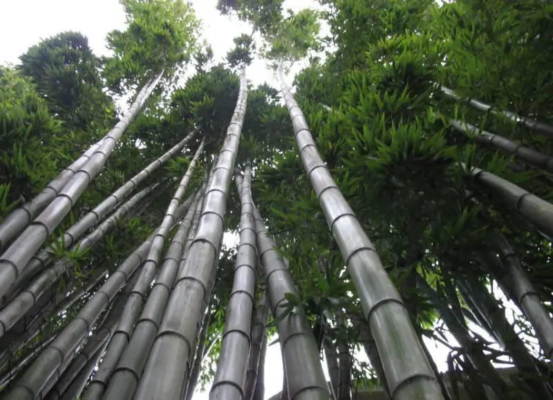 types of bamboo plants