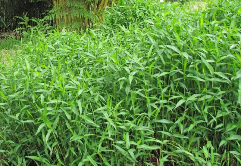 types of bamboo plants