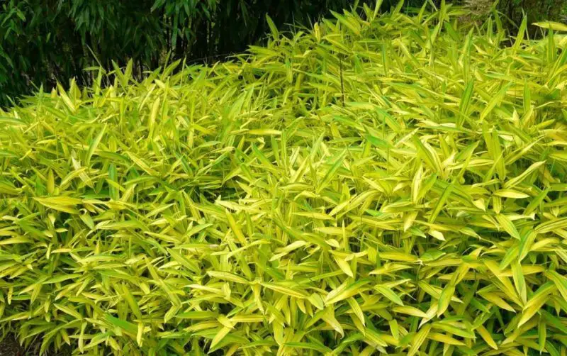 Types of Bamboo Plants