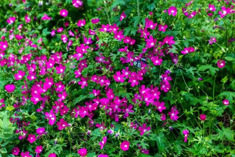 Ground Cover Plants with Purple Flowers