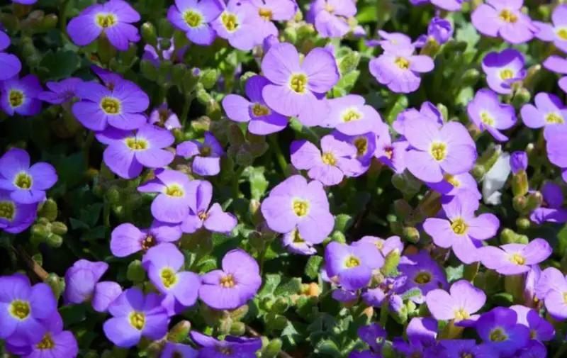 Ground Cover Plants with Purple Flowers