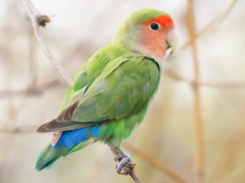 Types Finches in Ohio