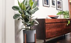 Rubber Tree Plant Care: The Ultimate Guide for Indoor Foliage