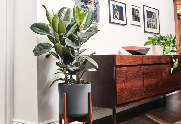 Rubber Tree Plant Care
