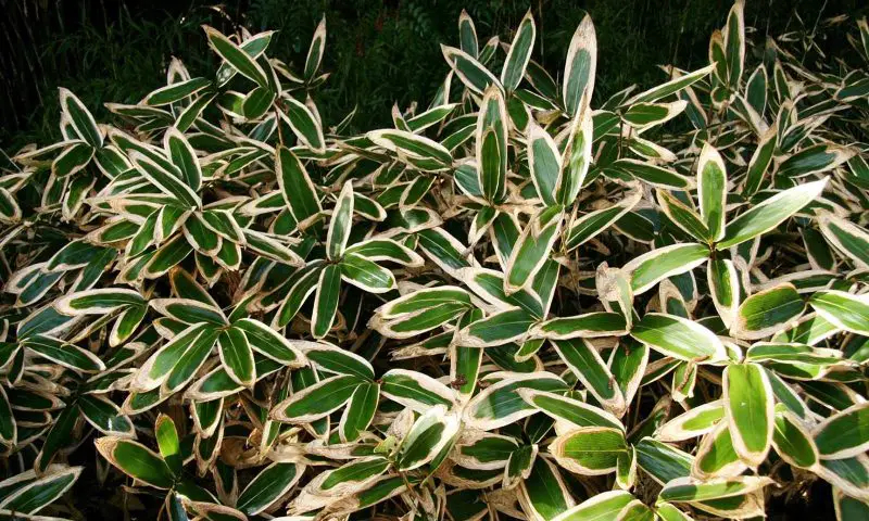 Types of Bamboo Plants